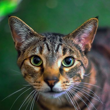 CreativeCommonsPhotography 