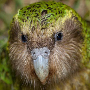 King Kakapo