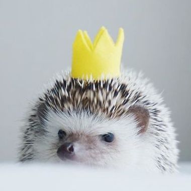 Hedgehog19