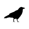 random Crow