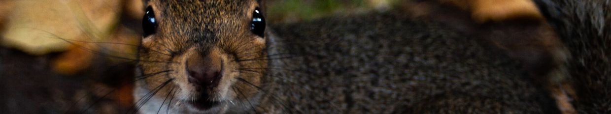 XandeRhizome profile