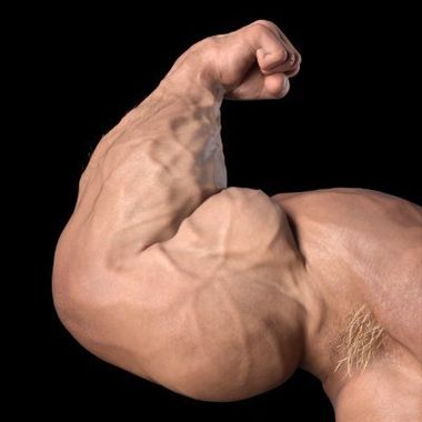 MaxMuscle3D