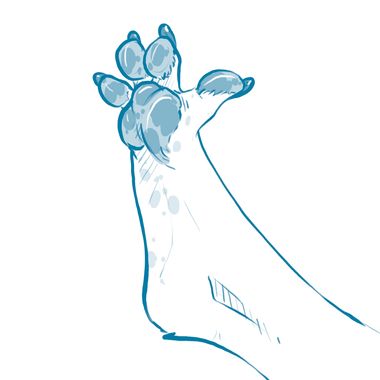 Daily Paws