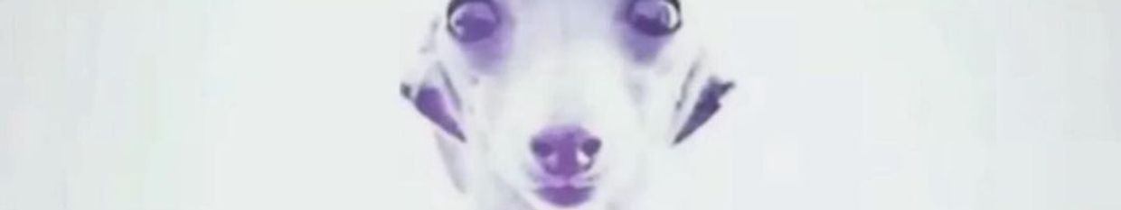SumiPog profile