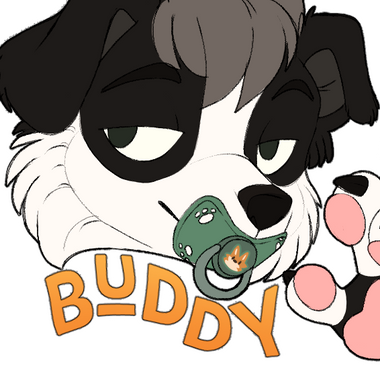 buddycollie