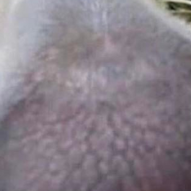 Bon