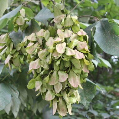 BigFS's Dimension Gate