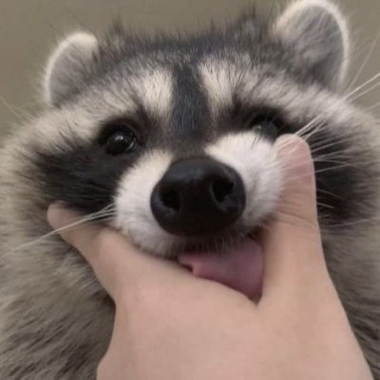 RackyDaRaccoon