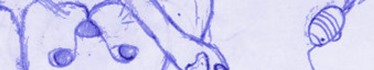 Chovysaltz profile