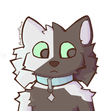 AversaPaws